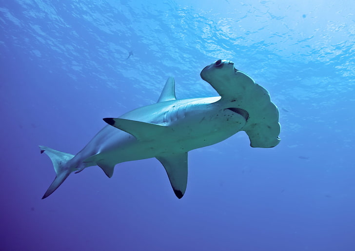 shark desktop, sea, underwater, swimming, animals in the wild, HD wallpaper