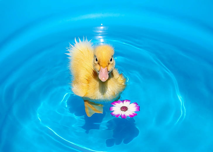 Duckling Chick Flower Water HD Free, yellow duck, baby animals, HD wallpaper