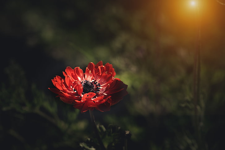 Hd Wallpaper Anemone Flower Red Petals Stem Flowering Plant Beauty In Nature Wallpaper Flare