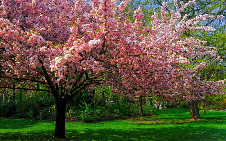 pink cherry blossoms, landscape, nature, trees, lawns, park, flowers