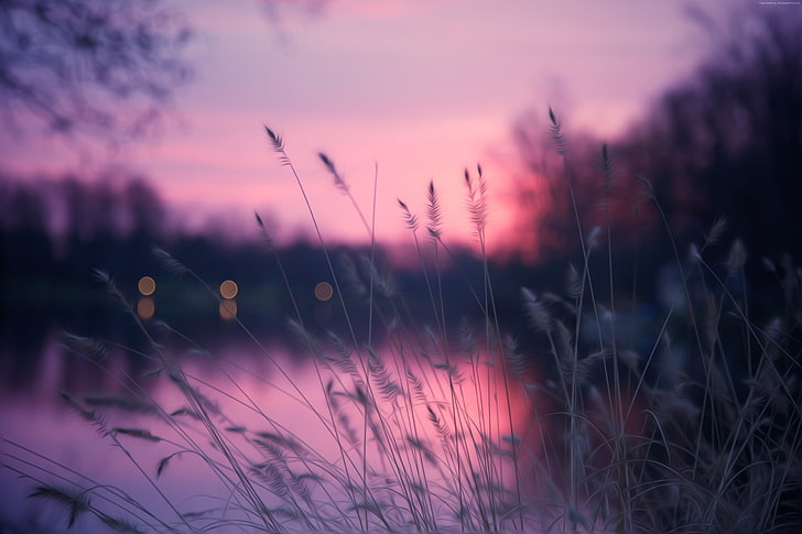 purple, sunset, 4k, Lake, grass, HD wallpaper