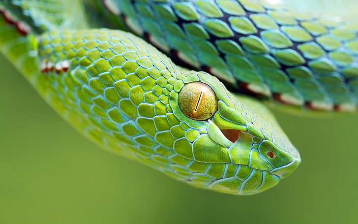 animals, snake, reptiles, vipers, green color, animal themes, HD wallpaper