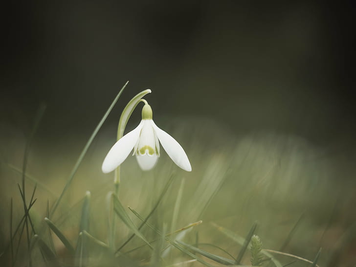 shallow focus photography of white 3-petal fdlower, Hidden, available light