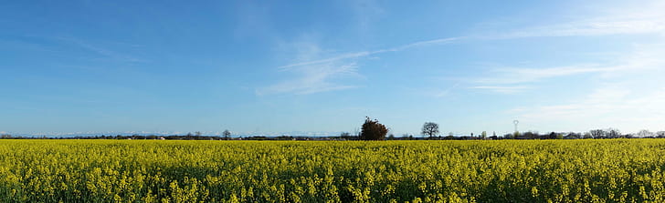 green flower field under blue and cloudy sky during daytime, panorama