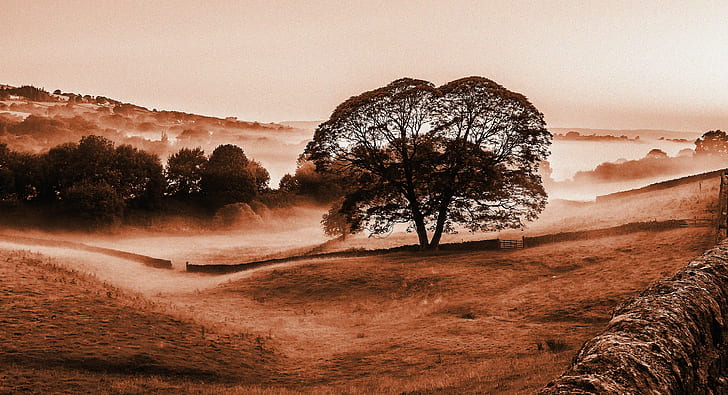 savannah field during daytime, Morning, mist, explored, misty, HD wallpaper