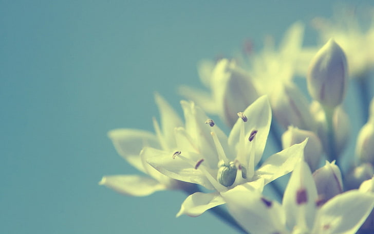 selective focus photography of white petaled flowers, plants, HD wallpaper
