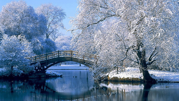 withered tree, lake, nature, landscape, snow, winter, bridge, HD wallpaper