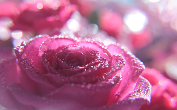 Pink rose macro photography, water droplets, glare