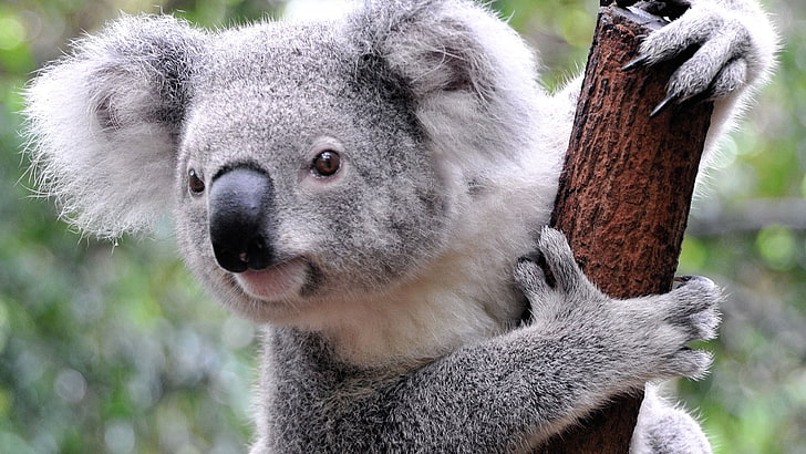 gray koala, animals, koalas, mammals, animal wildlife, animal themes, HD wallpaper