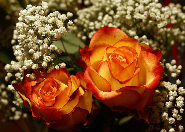 Most-beautiful-red-yellow-rose, yellow flowers, roses, nature, HD wallpaper