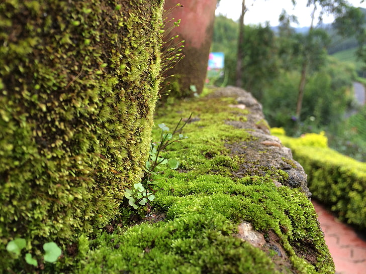 plants, growth, green color, moss, nature, tree, selective focus, HD wallpaper