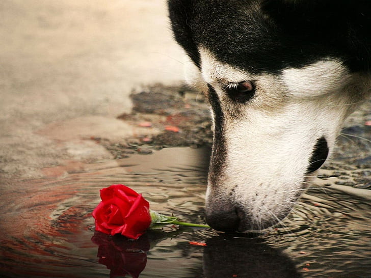 Siberian Husky, dog, rose, animals, ripples, HD wallpaper