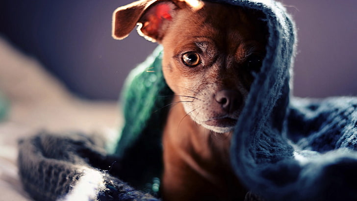 brown puppy under blue textile, animals, dog, blankets, one animal