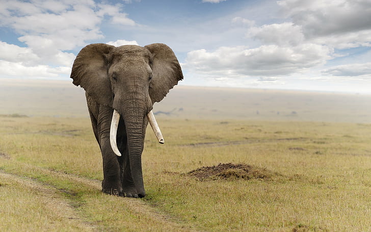 gray elephant, elephant, animal, african  elephant, masai  mara  national  reserve