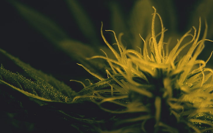 cannabis, macro, HD wallpaper
