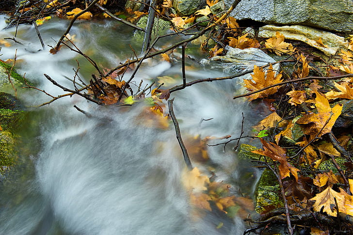 maple leaves on spring river, Autumn colors, autumn  colors, πλάτανος