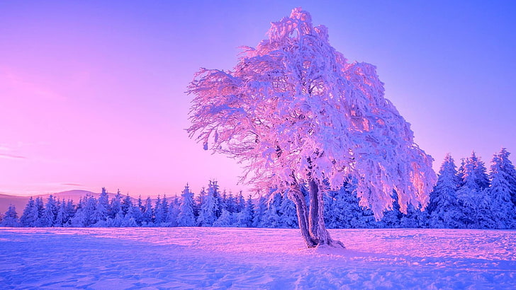 lone tree, winter, sky, nature, freezing, snow, purple sky, HD wallpaper