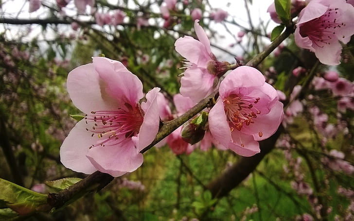 Prunus Persica Flower Np