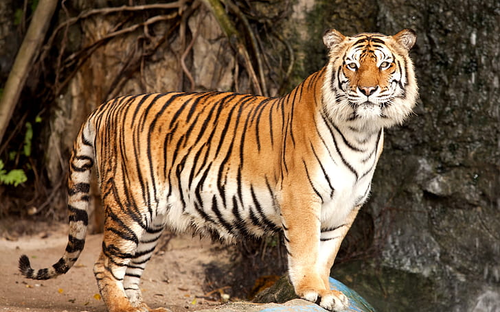 Siberian tiger, predator, HD wallpaper