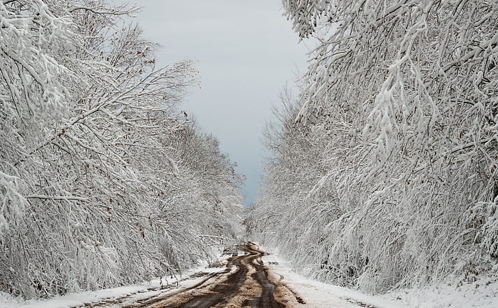 winter, dirt road, trees, snow, path, HD wallpaper