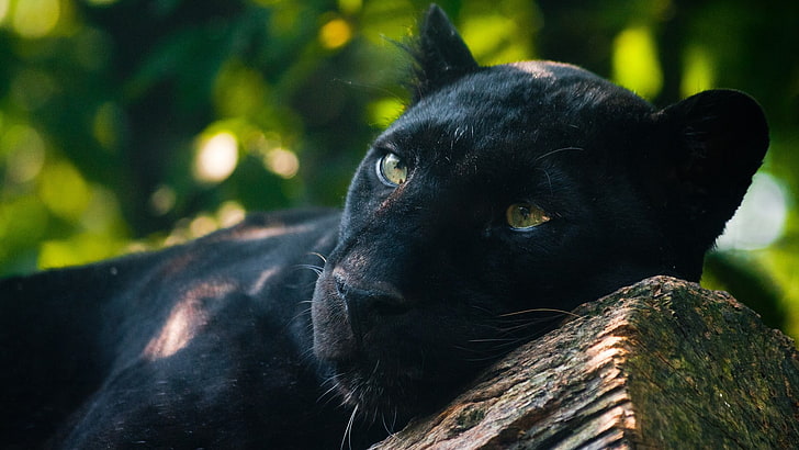 HD wallpaper: adult black panther, panthers, animals, photography, Jaguar,  cat | Wallpaper Flare