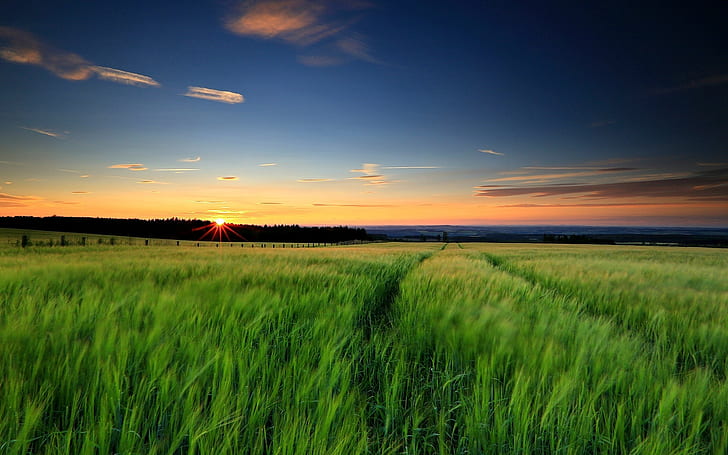 Nature landscape, green grass, wheat fields, sunset, evening, sky