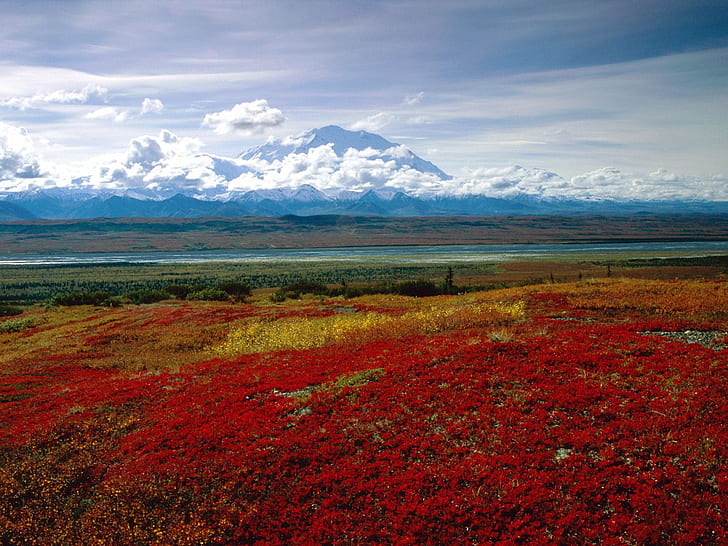 Brilliant Colors of Denali National Park, Alaska HD, nature, landscape, HD wallpaper