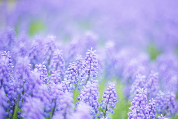 tilt shift lens of purple beets flowers, Dream, muscari, blue
