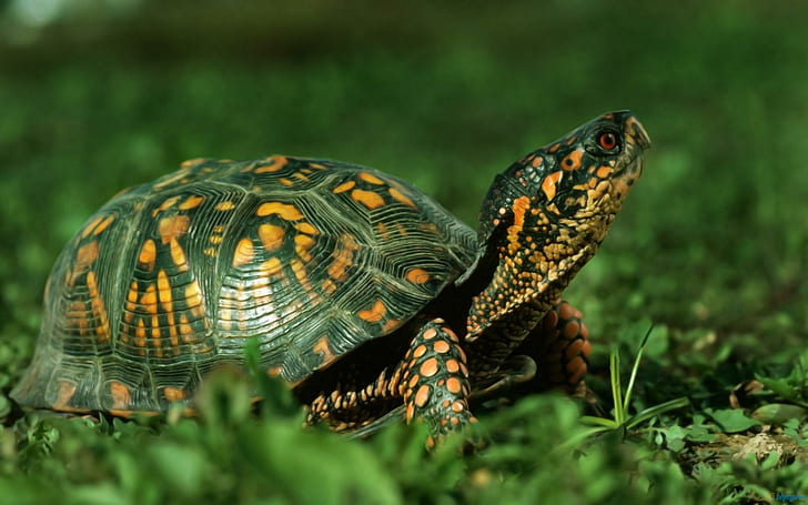 Cute Green Turtle, turtles, animals