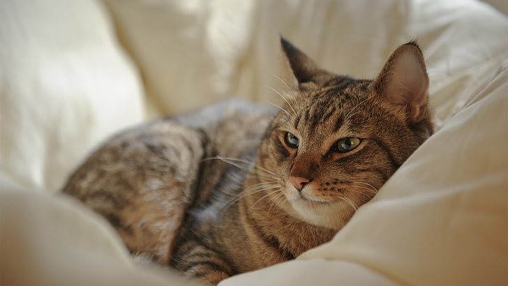 photograph of brown Tabby cat on pet bed, animals, domestic, pets