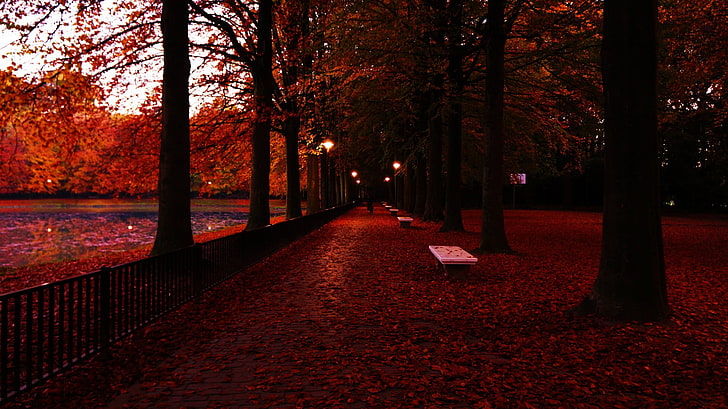 brown trees, photography, fall, fence, bench, lights, red leaves