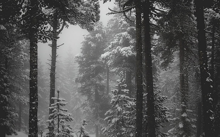 grayscale photo of snow forest, landscape, nature, monochrome, HD wallpaper