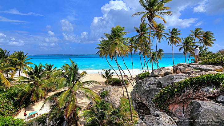 Bottom Bay Palm Beach, Barbados, Lesser Antilles, West Indies, HD wallpaper