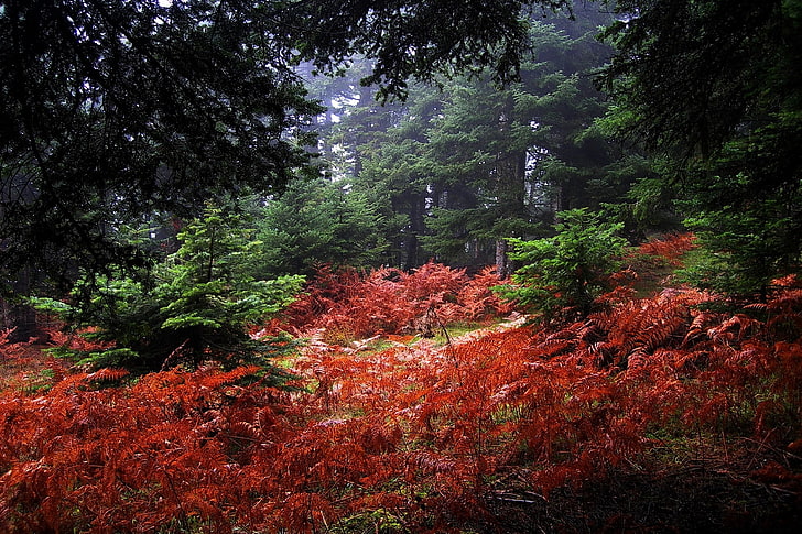 red and green leaf trees, nature, landscape, fall, mist, forest, HD wallpaper