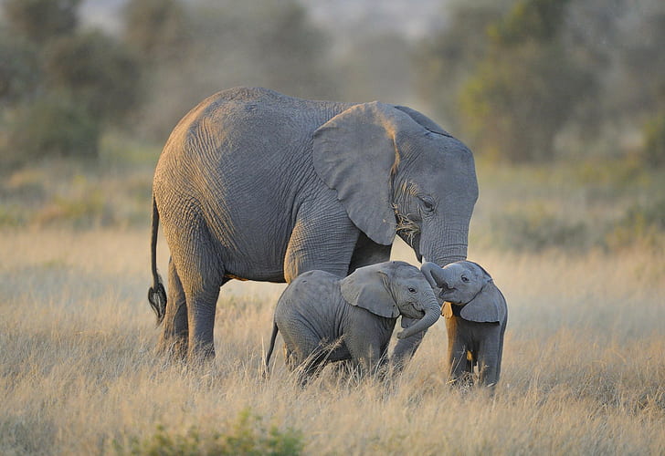Twin Baby Elephants, Africa, Amboseli National Park, HD wallpaper