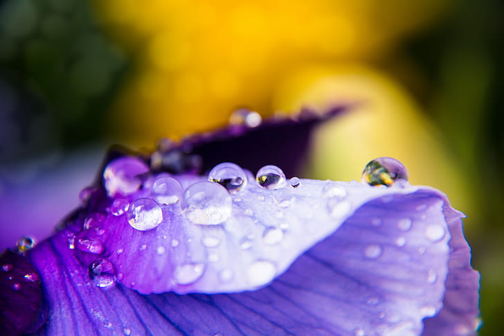 dew drops on purple petaled flower focus lens photography, Without water, HD wallpaper