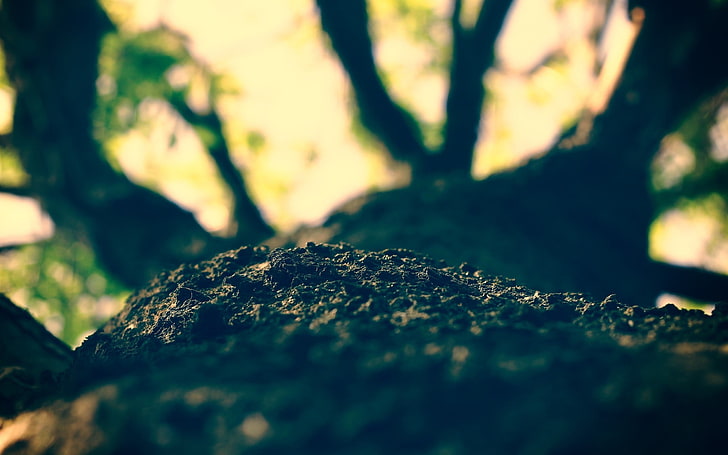 brown soil, worm's eye view, filter, nature, macro, trees, forest, HD wallpaper