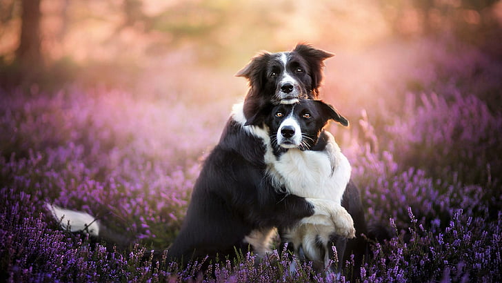dogs, hugging, dog breed, photography, cute, border collie, HD wallpaper