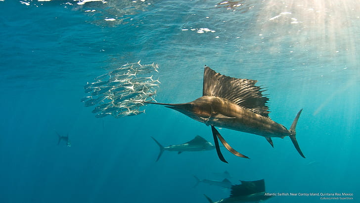 Atlantic Sailfish, Near Contoy Island, Quintana Roo, Mexico, Ocean Life
