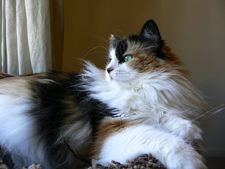 Calico mix cat near window, Cookie, Look, feline, gatto, furry