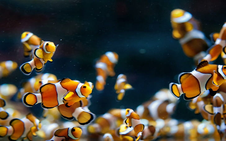 Aquarium Fish Clowns, HD wallpaper