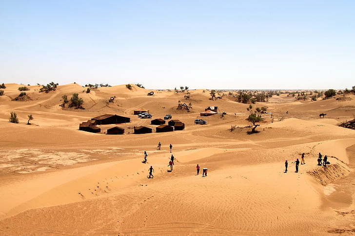 people and settlement on desert, camels, camels, tourism, camp, four