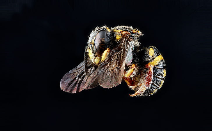 Anthidiellum Notatum Bee Flying, Animals, Insects, Wings, Macro