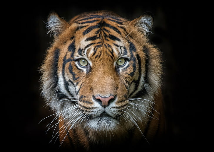 Tiger portrait, tiger animal, eyes, muzzle, predator, Amazing Animals, HD wallpaper