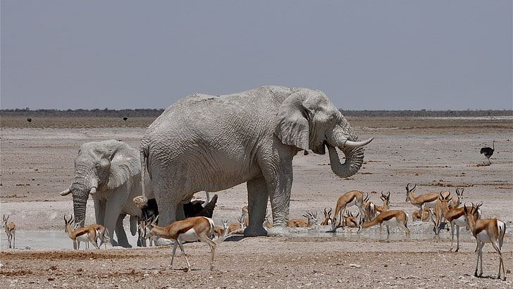 nature, animals, landscape, wildlife, Africa, elephant, water, HD wallpaper
