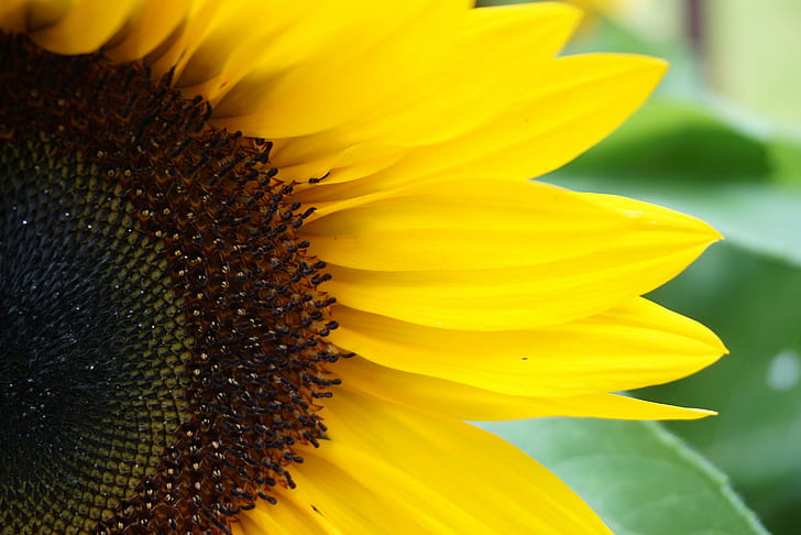 close-up photography of Sun flower, sunflowers, sunflowers, Keep