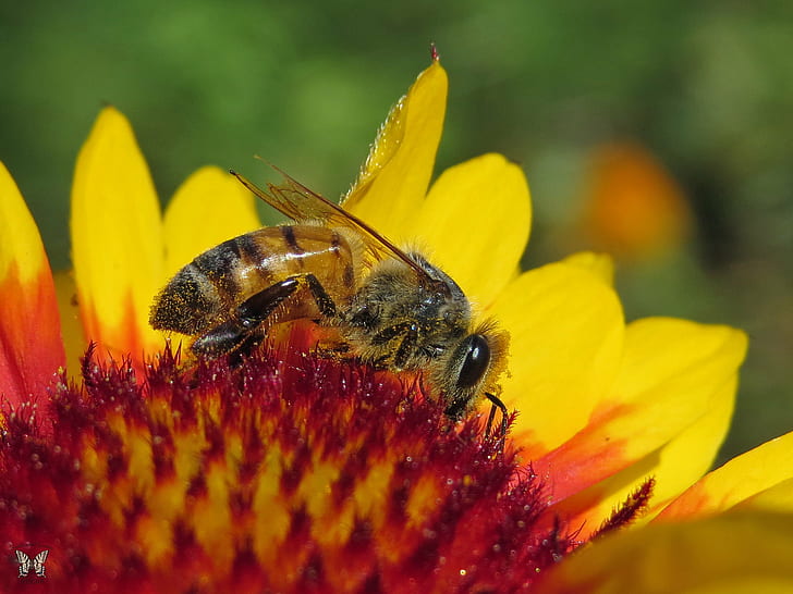 Honeybee on sunflower during daytime, honey bee, gaillardia, honey bee, gaillardia, HD wallpaper