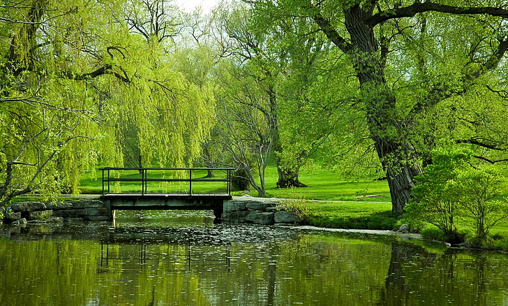 trees, park, water, plant, green color, tranquility, reflection, HD wallpaper