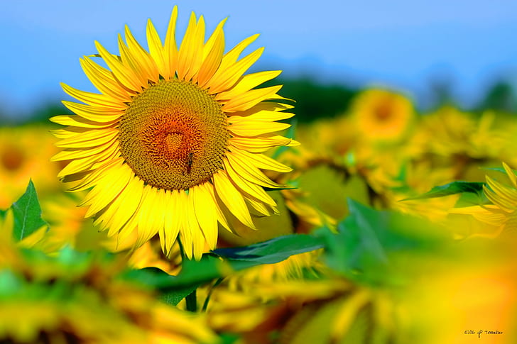 shallow focus photography of sunflower in sunflower field, Tournesol, HD wallpaper