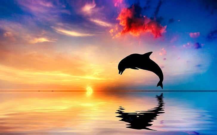 Beautiful ocean dolphin sunset Animal High Quality.., animal themes